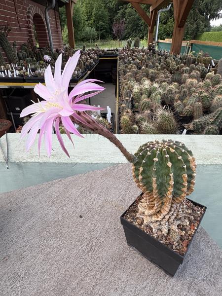 Echinopsis eyriesii